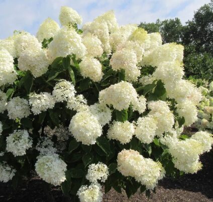 Hortenzija 'Phantom' 